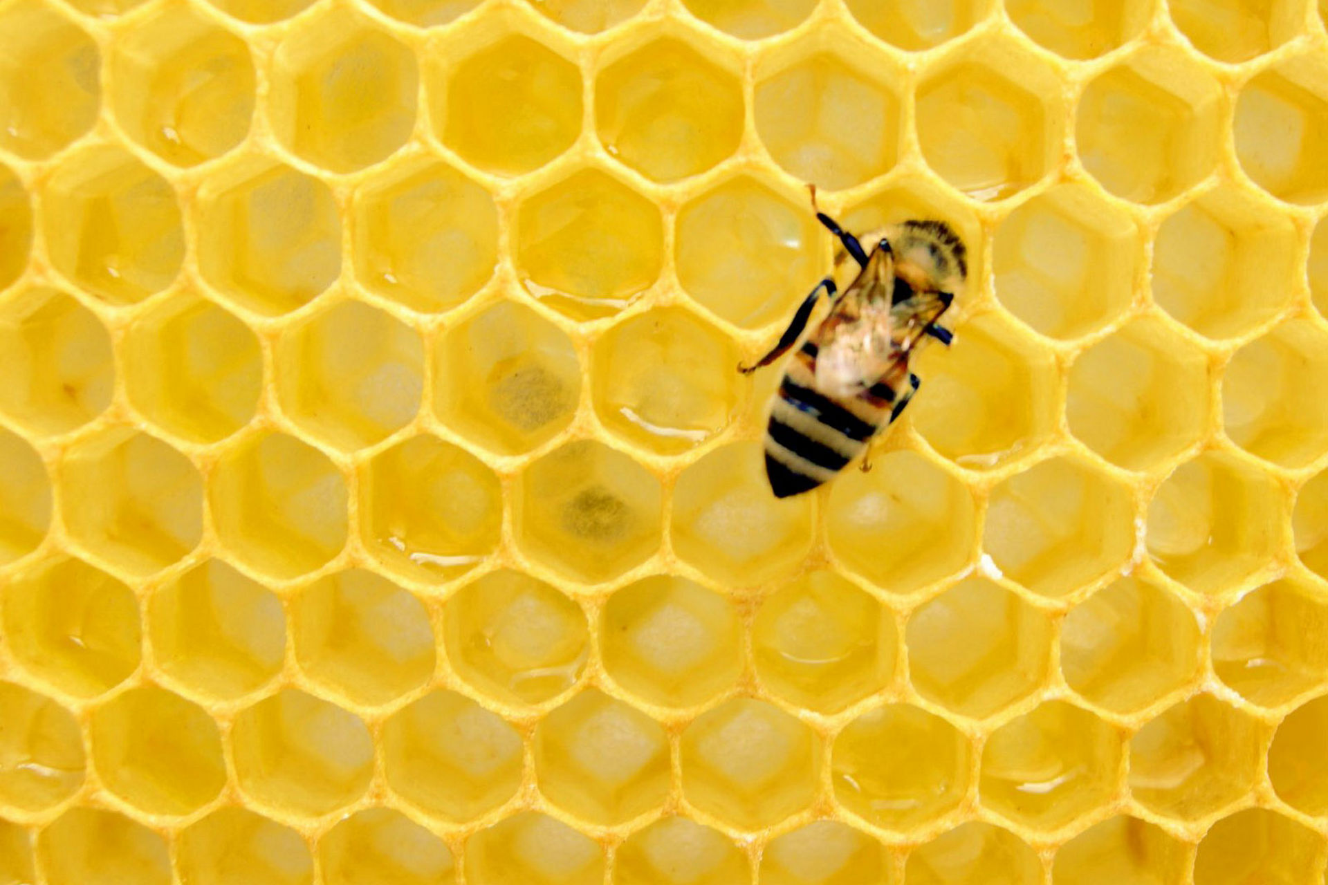 bee