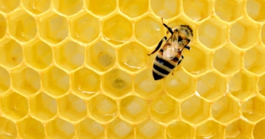 bee